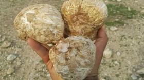 “الترفاس”.. فطر الأمراء “يندثر” بالجنوب بسبب الجفاف