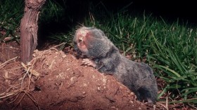 غابت صيانة الملعب فانبرى حيوان”الخُلْدِ” لِتأدية المهمّة!