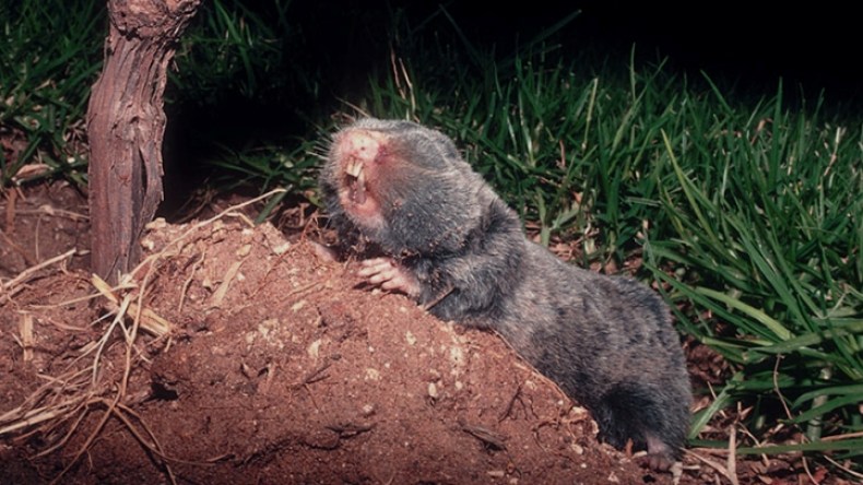 غابت صيانة الملعب فانبرى حيوان”الخُلْدِ” لِتأدية المهمّة!