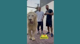 بِالفيديو: بن ناصر يُروّض “السَّبْعَ المُدْهِشَ”!