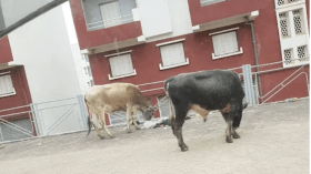 قسنطينة: قرار بحجز وذبح الماشية المتجولة وسط النسيج العمراني