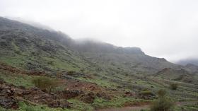 هل اكتست جبال المدينة المنورة حلّتها خضراء “لأول مرّة”؟