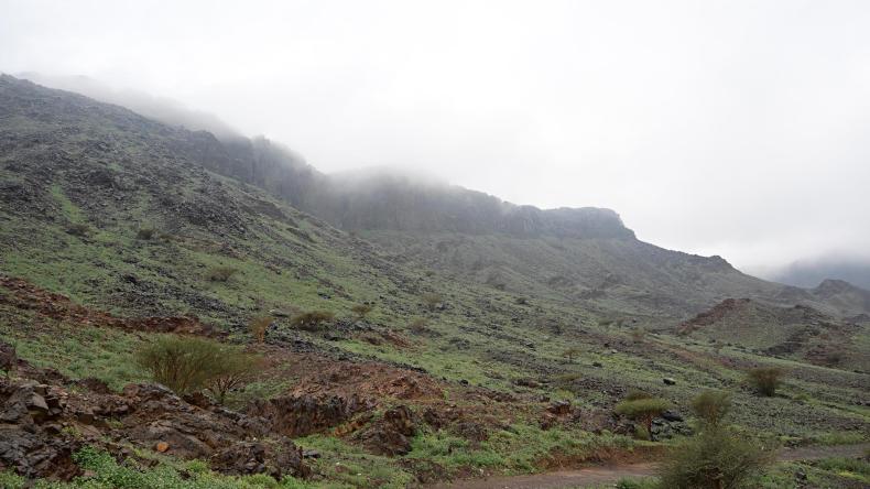 هل اكتست جبال المدينة المنورة حلّتها خضراء “لأول مرّة”؟