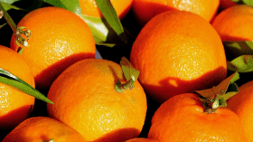 هكذا حقّقت الجزائر اكتفاءها الذاتي من الحمضيات