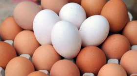 “غلاء الأعلاف وإفلاس المربين وراء ارتفاع أسعار البيض”