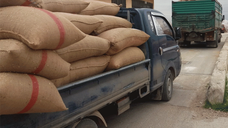 اختلاس 30 قنطارا من بذور القمح وتحويلها إلى أعلاف