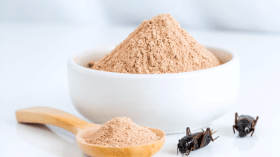 ضجة بشأن إقرار مسحوق الحشرات كبديل مثالي للبروتين في أوروبا