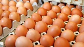 مجلس تربية الدواجن: هذا هو السعر العادل للبيض وشروط تحقيقه