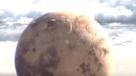 إستنفار في اليابان بسبب كرة مجهولة على شاطئ البحر (فيديو)