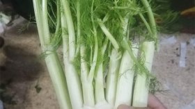 تجّار يبيعون زوائد الخضر وترابها.. ومواطنون يستنكرون