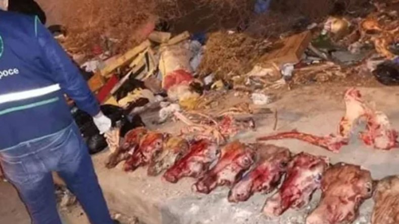 العثور على رؤوس وبقايا حمير مذبوحة بالبويرة