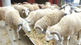 اجتماع الحكومة يدرس نتائج إحصاء الثروة الحيوانية في الجزائر