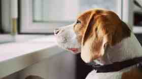 فيديو حول هروب كلب لشعوره بزلزال تركيا وسوريا يحدث ضجة