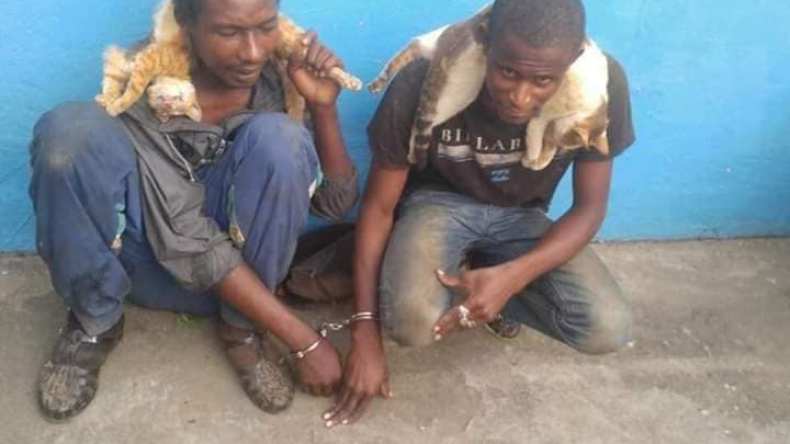 صورة قديمة لمهاجرين يقتلون القطط بتونس تحدث جدلا