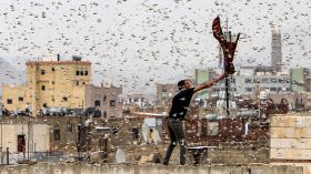 أسراب جراد تغزو السعودية.. ما حقيقة الصور المتداولة؟