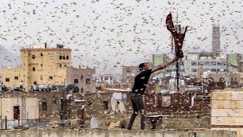 أسراب جراد تغزو السعودية.. ما حقيقة الصور المتداولة؟
