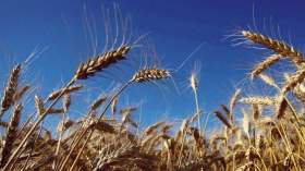 نحو تراجع أسعار الحبوب في الأسواق العالمية