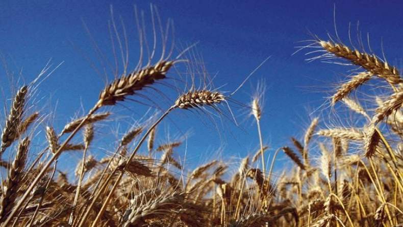 نحو تراجع أسعار الحبوب في الأسواق العالمية