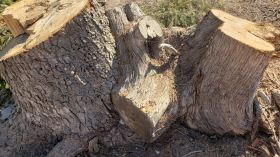 وزارة الفلاحة تنشر تحذيرا حول ظاهرة قطع الأشجار