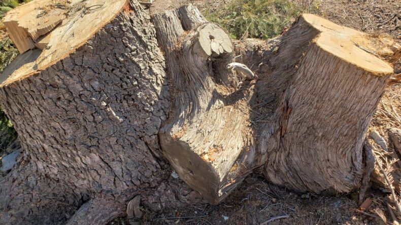 وزارة الفلاحة تنشر تحذيرا حول ظاهرة قطع الأشجار