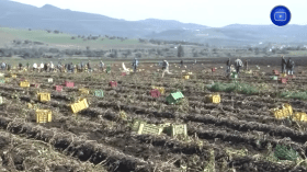 أمام وفرة المنتوج ومشكل التخزين والتسويق.. منتجو البطاطا متخوفون من كساد محاصيلهم