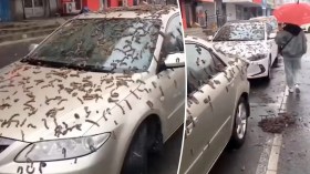 بالفيديو.. السماء تمطر ديدانا في هذه المدينة