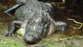 Australie: des crocodiles menacent les habitants d’un village