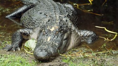 Australie: des crocodiles menacent les habitants d’un village