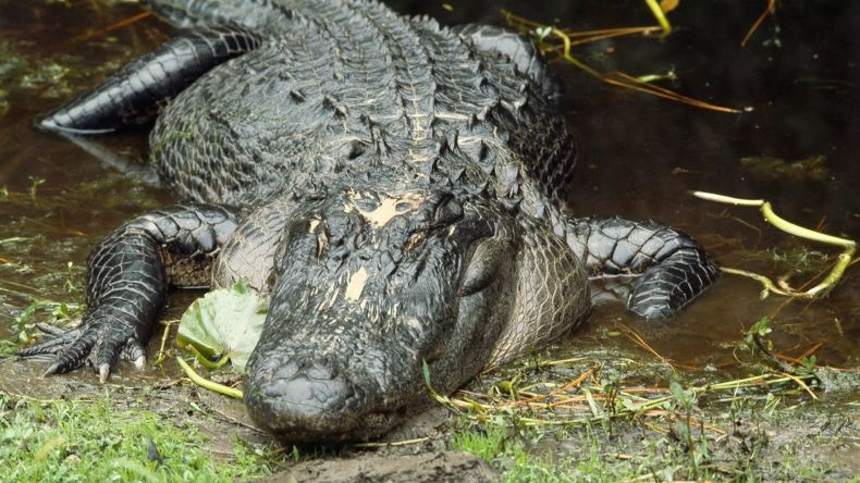Australie: des crocodiles menacent les habitants d’un village