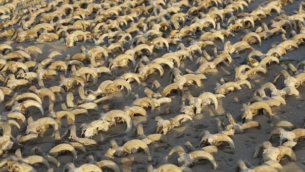 Égypte: 2000 têtes de béliers momifiées découvertes dans le temple de Ramsès II