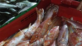 انطلاق عملية البيع المباشر “من المنتج إلى المستهلك” بالعاصمة