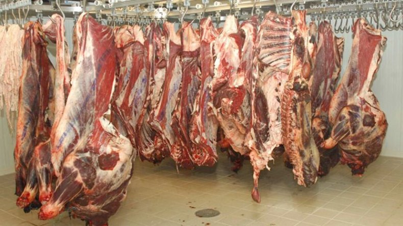 “الاكتفاء الذاتي في اللحوم مفتاحه استيراد الأبقار الإفريقية”