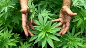 بعد تنديدها بتدفقه.. دبلوماسي مغربي يتهم الجزائر برفض نتائج العلم حول زراعة القنب