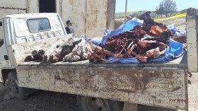 اكتشاف مذبح سري للبغال بمعسكر