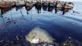 Des bactéries mangeuses de pétrole détectées en mer du Japon