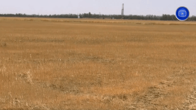 الشلف.. موجة الجفاف تفتك بـ 90 بالمئة من المحاصيل الزراعية