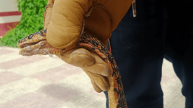 العثور على ثعبانين في مناطق سكنية بقالمة وخنشلة (صور)