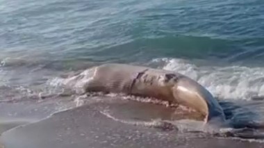 Un rorqual d’une tonne et de 5 mètres de long s’échoue sur une plage de Skikda