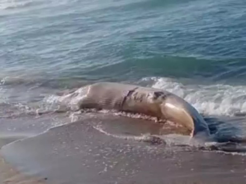 Un rorqual d’une tonne et de 5 mètres de long s’échoue sur une plage de Skikda