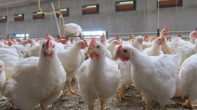 L’ONAB dévoile les nouveaux prix d’aliments de bétail