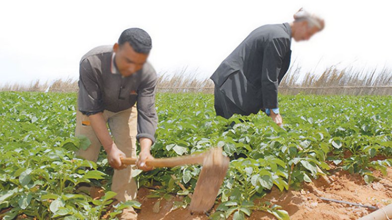 أمطار الربيع تحيي الأمل في إنقاذ الموسم الفلاحي