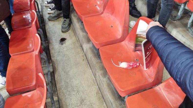 جرذان في مدرجات مباراة شارك فيها زرقان!