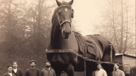 صورة متداولة لـ”أكبر حصان في التاريخ”.. ما حقيقتها؟