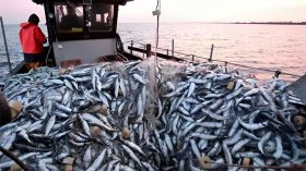 الجزائر جاهزة لتصدير سفن الصيد البحري