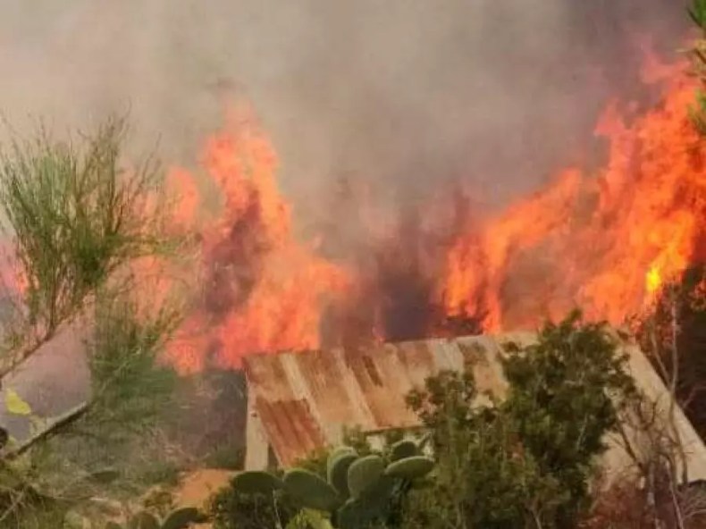 Un incendie dévore 7 ha de broussailles, de pins et d’oliviers à Skikda