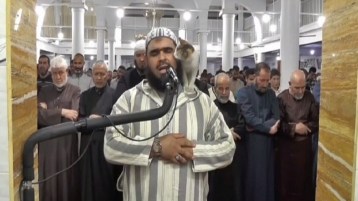 قِطة الإمام الجزائري وهدهد سليمان (عليه السلام)