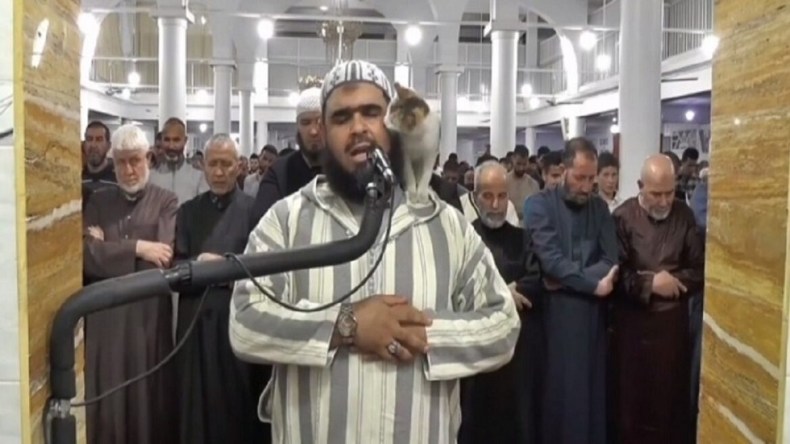 سماحةُ الإسلام في قطة الإمام!