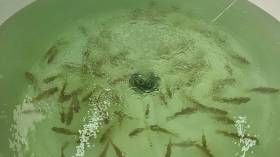 طلبة جزائريون يطوّرون تقنية جديدة لتربية الحبّار