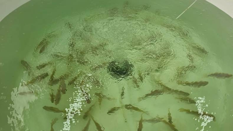 طلبة جزائريون يطوّرون تقنية جديدة لتربية الحبّار