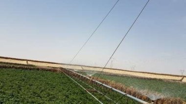 L’Etat mise sur l’agriculture saharienne pour assurer la sécurité alimentaire 